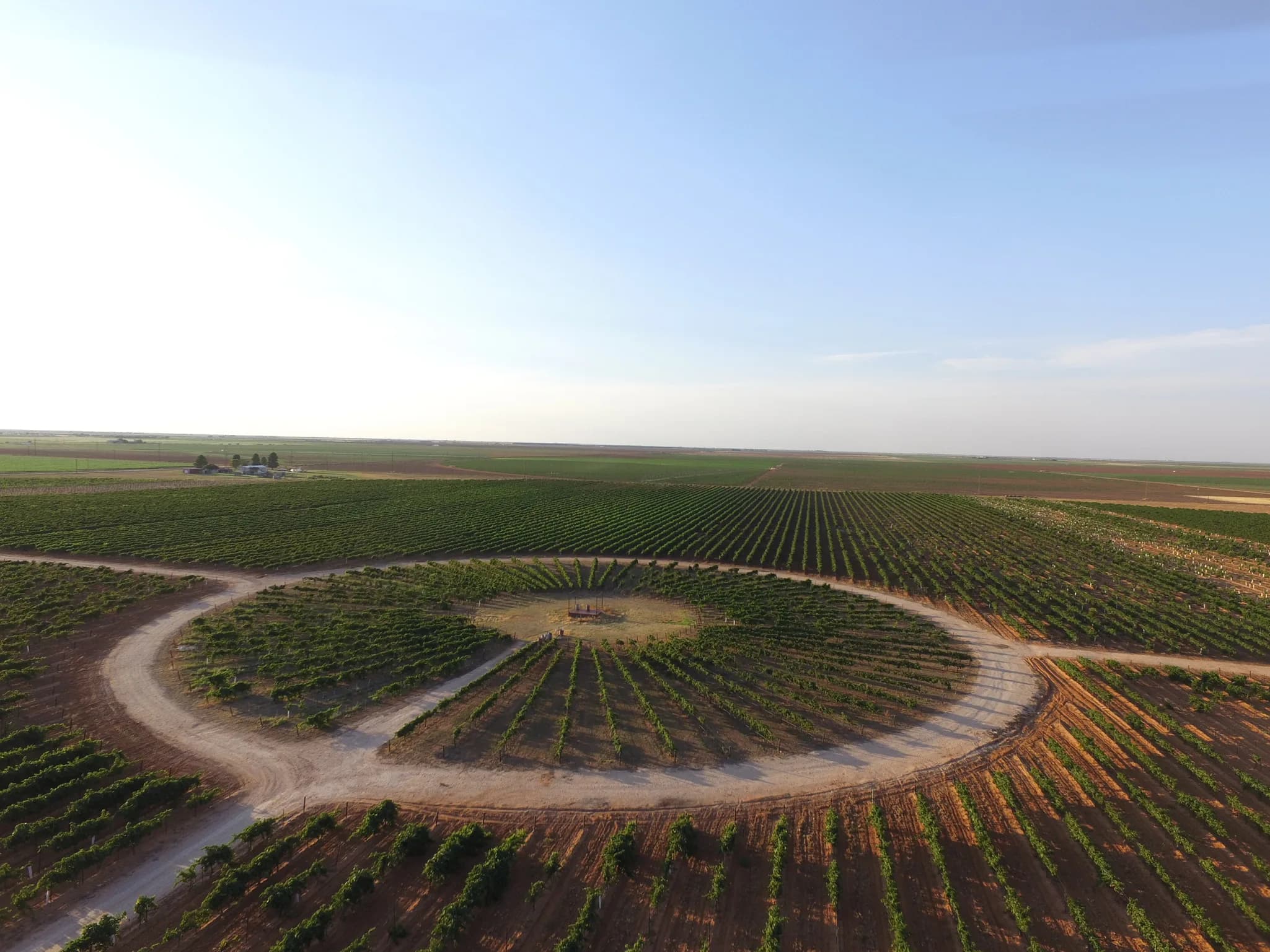 The Circle from the air: vine rows radiating from an open clearing, ringed by a caliche road, on the Reddy Vineyards estate in the Texas High Plains