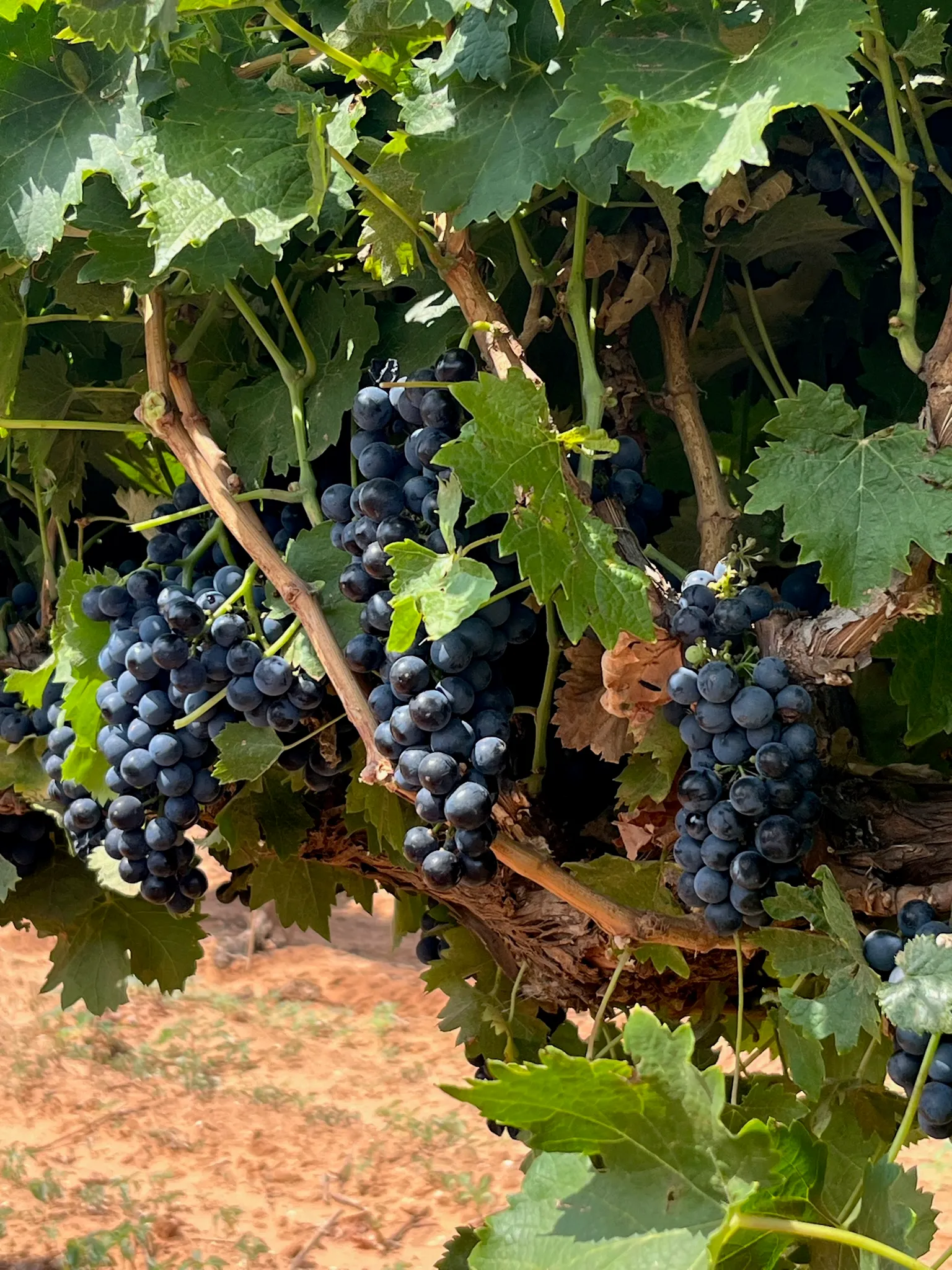 Fruit on the vine before harvest