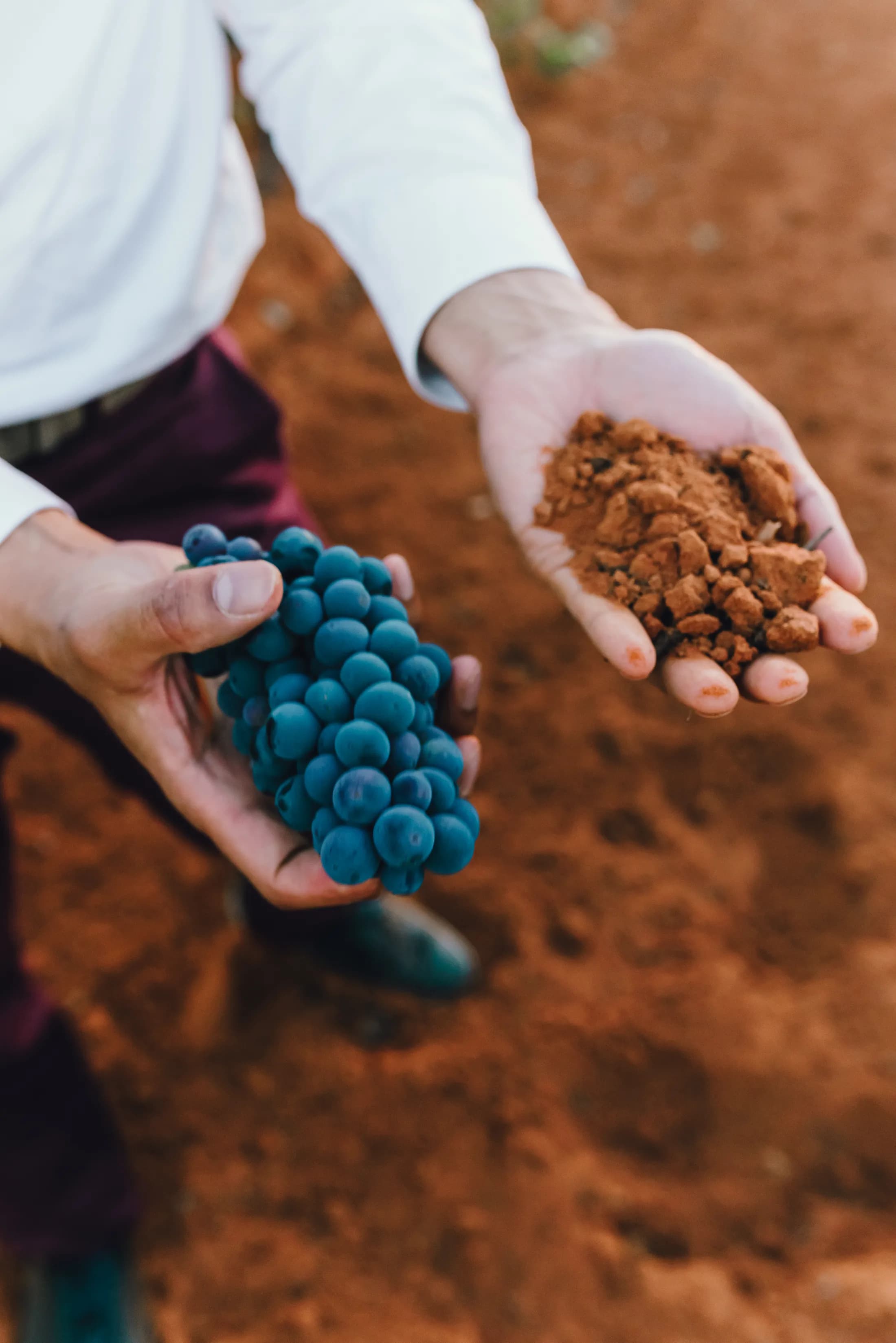 Estate soil and fruit at harvest