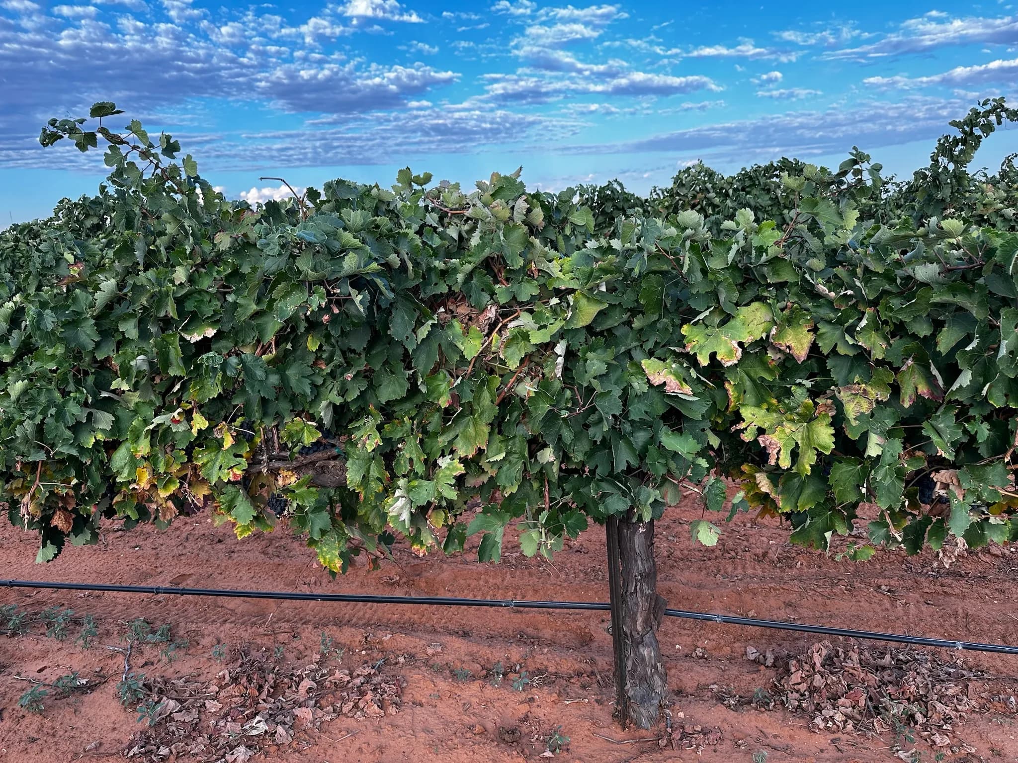 The Reddy estate vineyard