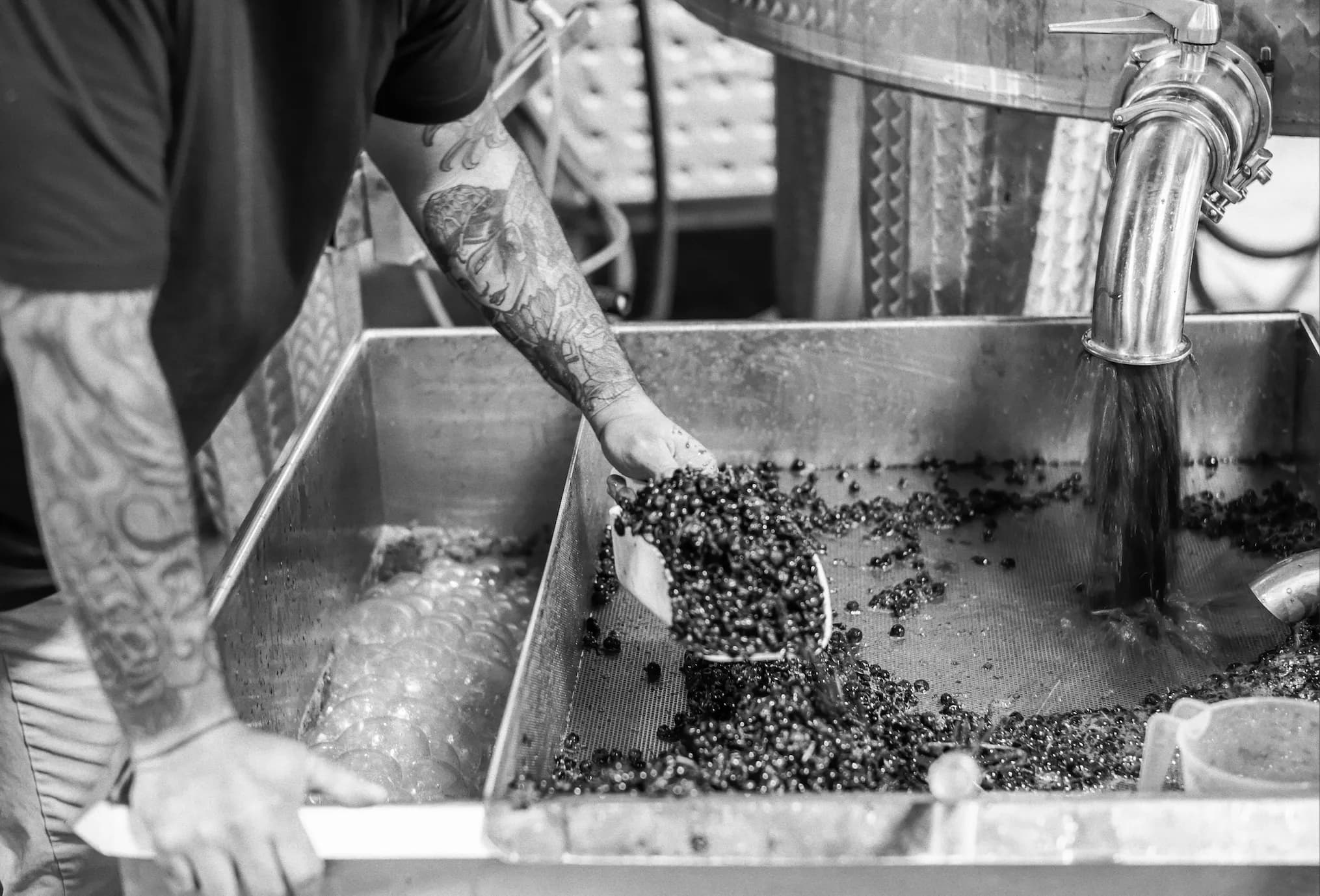 Sorting fruit by hand at the crush pad