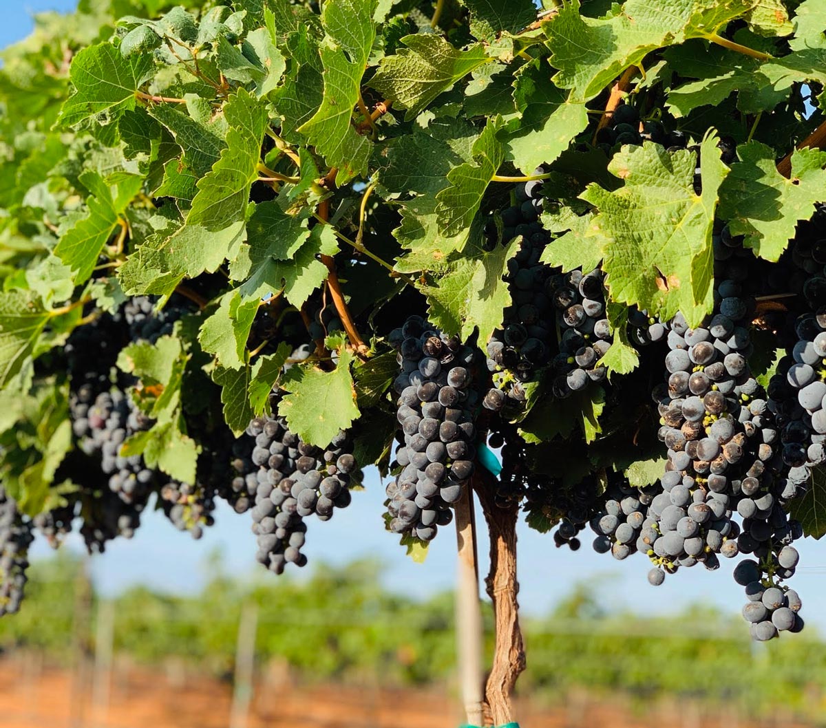 In California, a new strategy to fight grapevine-killing bacteria