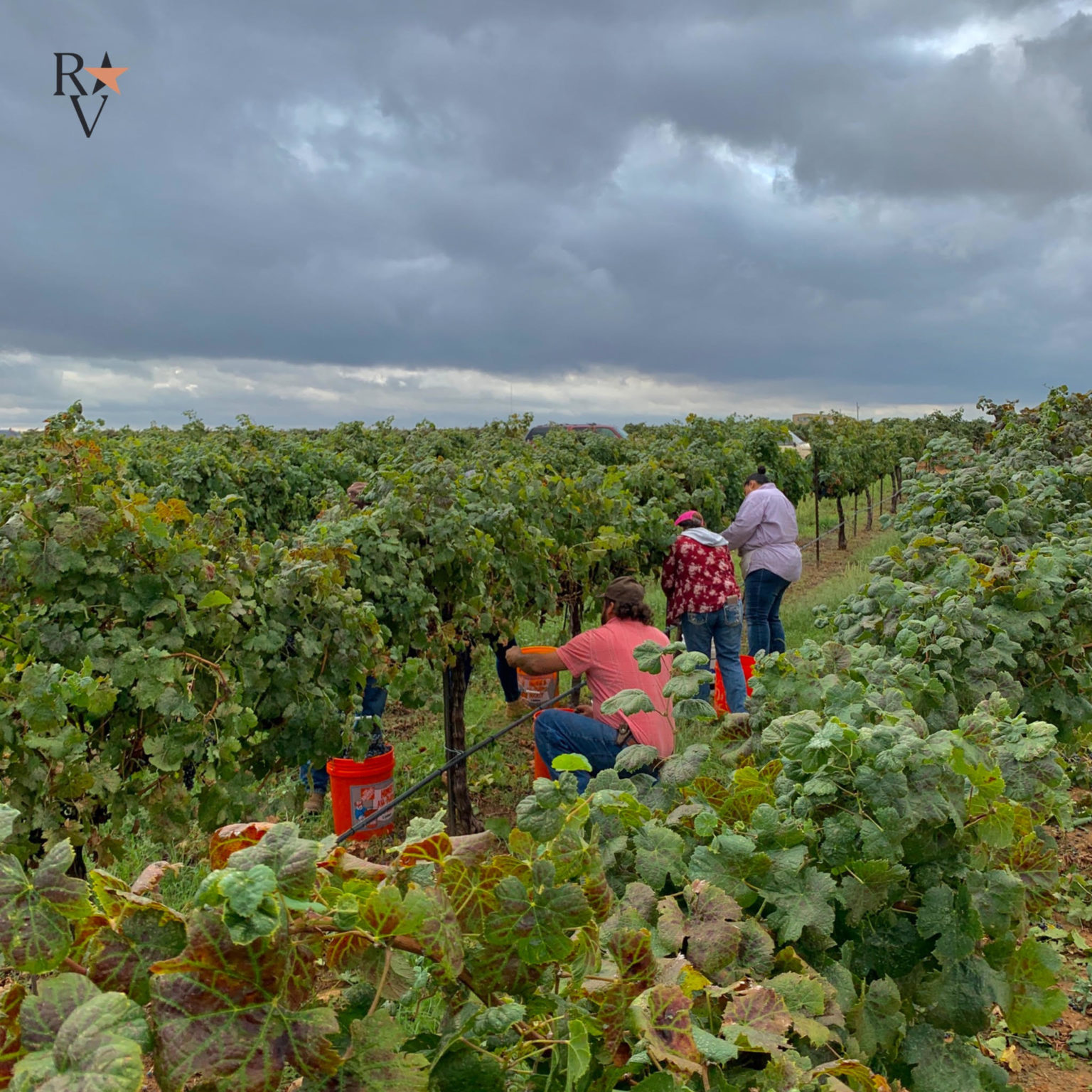 Best Winery Tours In Texas Hill Country Reddy Vineyards