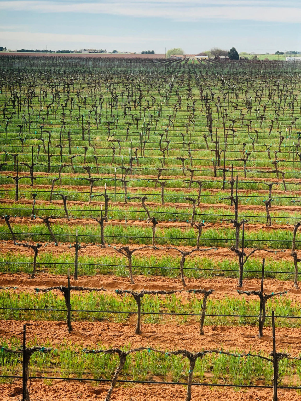 Best Winery Tours In Texas Hill Country Reddy Vineyards