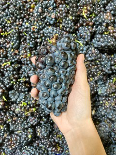 Reddy Vineyards Cabernet Sauvignon